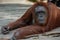 A large red orangutan lying on a wooden platform and thinks (Indonesia)