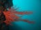 Large red Palmate sea fans Leptogoria palma