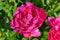 Large red peonies closeup Summer period