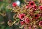 Large red pink bell shaped flowers of the Australian native Clarabelle Kurrajong Brachychiton vinicolor, family Malvacea