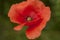 Large red poppy flowers among greenery