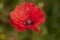 Large red poppy flowers among greenery