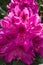 Large red Rhododendron flowers in early June