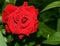 A large red rose with dew drops. Beautiful flower on a dark background. The perfect flower