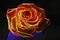 Large red rose neon effect. The glow effect. Surrealism. Dark ba