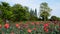 A large red roses landscape