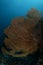 Large Red Sea Fan in Maldives