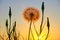 Large red-seeded dandelion Taraxacum erythrospermum at sunset, with warm yellow light in the background