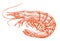 Large red shrimp sketch. Prawn for cooking. Seafood, sushi vector illustration