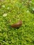 Large red slug - garden pest