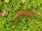 Large red slug - garden pest