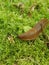 Large red slug - garden pest