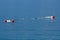 Large red and small white buoys tied with strong rope left floating on surface of calm blue sea