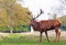 Large Red Stag Deeer with impressive Antlers