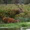 Large red stag deer following female into a stream