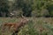 Large red stag deer roaring in the bracken