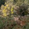 Large red stag deer roaring in the bracken