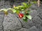 large red tropical flower pistil