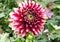 Large red and white dahlia clearly stands in the garden