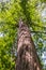 Large Redwood Tree, Pescadero Creek County Park, San Francisco bay area, California