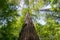 Large Redwood Tree, Pescadero Creek County Park, San Francisco bay area, California