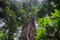 Large Redwood tree Sequoia sempervirens