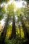 Large redwood trees.