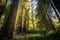 Large redwood trees.