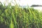 Large reeds leaves in a cane grove