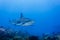 A large reef shark, Carcharhinus amblyrhynchos, swimming above coral reef