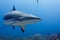 Large Reef shark Carcharhinus amblyrhynchos swimming above coral reef