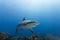 Large Reef shark Carcharhinus amblyrhynchos swimming above coral reef