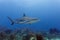 Large reef shark, Carcharhinus amblyrhynchos, swimming above coral reef