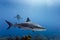 Large Reef sharks Carcharhinus amblyrhynchos swimming above coral reef