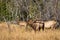 Large Regal Bull Elk Bugling Beside His Herd of Cows