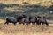 Large Regal Bull Elk Standing Beside His Herd of Cows