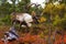 A large Reindeer bull with big antlers walking in the shrubs during a colorful and vibrant autumn foliage in Lapland.