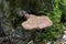 Large reishi mushroom growing on tree