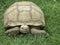 Large reptile in natural conditions. A brown desert turtle