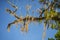 Large resolution photo of a mossy oak tree on blue sky