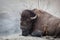 Large Resting Bison