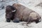 Large Resting Bison