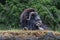 Large resting musk ox survaying its surroundings and laying on top of a hill