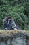 Large resting musk ox survaying its surroundings and laying on top of a hill