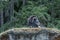 Large resting musk ox survaying its surroundings and laying on top of a hill