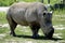 Large Rhino gracing