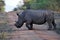 Large Rhino scent-marking his territory