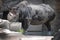 A large rhino taking a drink of water on a hot summer day.