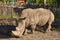 Large rhinoceros in captivity at the zoo