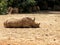 Large rhinoceros laying in the sand